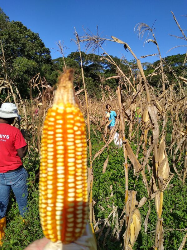 New Roots » Corn Harvest